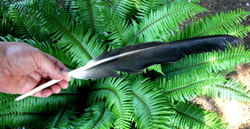 Keeping a bald eagle feather could result in a $100,000 fine and a year